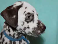 Далматин Далматинец щенки далматинов Далматины Алматы, фотография 3