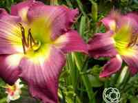 Лилейник чиз энд вайн