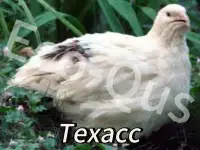 Перепелиные инкубационные яйца, фотография 2