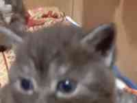 Продам котят мальчиков и девочек., фотография 6