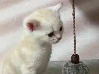 Шотландские котята, фотография 2