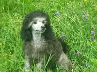 Породистые щенки малого и миниатюрного  карликового пуделя, фотография 7