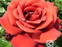 Роза терракота, мейян