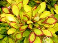 Барбарис мария