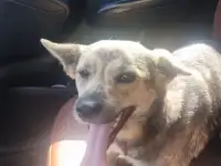 Чита ищет дом. Доставлю!, фотография 2