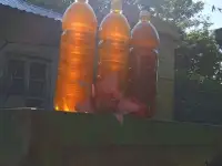 Мед пчелиный, натуральный, 2025 года., фотография 7