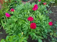 Продам чудесные пионы