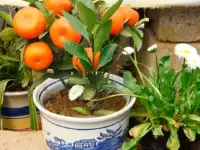 Гибридные Мини-деревья, фотография 3