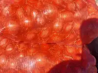 Лук оптом, фотография 3