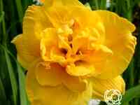 Лилейник патрисия джойо