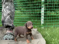 Щенки добермана, фотография 2