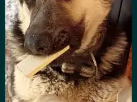 продам Восточно Европейского кабеля 2.5 г, фотография 2