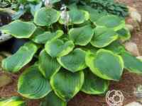 Хоста Абиква Мунбен (ML)