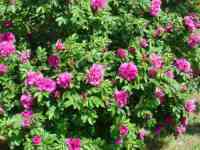 Семена Розы Морщинистой (шиповника) РСТ, Россия