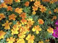 Рассада петунии, фотография 9