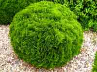 Туя шаровидная Даника