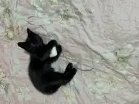 Отдам котят в хорошие руки, фотография 3