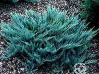 Можжевельник горизон. блу чип.