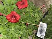 Рассада петунии, фотография 5