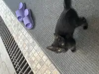 Отдам кошечку в добрые руки очень срочно, фотография 2