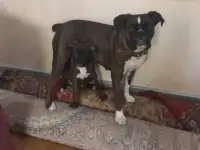 Продаю щенков немецкого боксёра, фотография 3