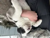 В продаже щенки Алабая, фотография 2