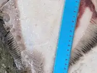 Рыба св.мороженная во Владивостоке., фотография 3