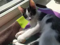 Срочно отдам котят в заботливые руки, фотография 3