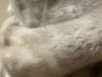 шуба норковая, фотография 3