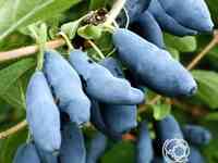 Жимолость Голубое веретено