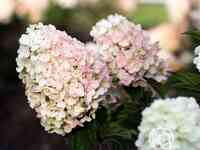 Гортензия литтл блоссом