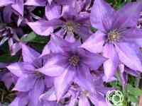 Клематис дороти валтон (3)