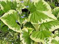 Бруннера хадспен крим