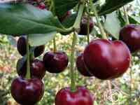 Вишня свердловчанка