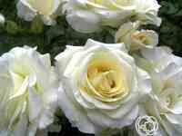 Роза шнеевальцер плетистая, топалович