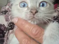 Отдам котят милашек, фотография 2