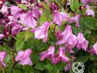 Клематис аленушка (3)