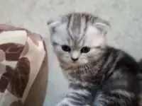 Котята породистые