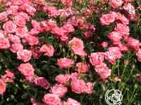 Роза белла роза, кордес