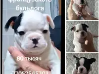 Ищем хозяина для ребят, фотография 2