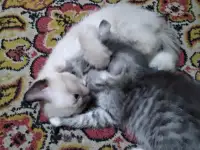 Отдам котят, фотография 3