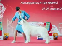 Щенок белой швейцарской овчарки, фотография 9