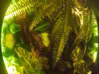 Картина, фотография 2