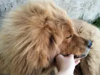 Собачьи царь! Тибетский мастиф! Гордость хозяев!, фотография 3