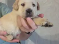 Продаются щенки Лабрадор ретривер, фотография 9