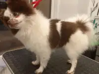 Собака шпиц Померанский, фотография 3