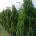 Саженцы -Туя 0,8 - 1 м, фотография 6