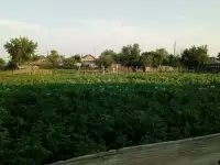 ПРОДАМ ДОМ в с.Калкаман (Павлодарская обл., Аксуский р-н) Земельный участок 20 сот., фотография 3