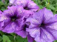 Рассада петунии, фотография 4