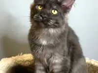 Мальчик мейнкун, фотография 11